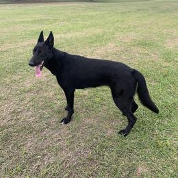 Uri  - German Shepherd