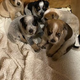 Australian Cattle Dog Puppies from Flying J Homestead Cattle Dogs