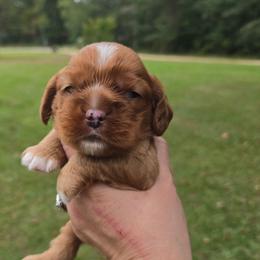 Bean - Red male Cocker Spaniel puppy in Florence, South Carolina from Reddick's American Cocker Spaniels