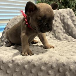 Pink - Blue fawn female French Bulldog puppy in Kyle, Texas from Small Town Frenchies