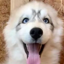 Siberian Huskies from Erica Massie's Siberian Huskies