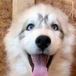 Siberian Huskies from Erica Massie's Siberian Huskies