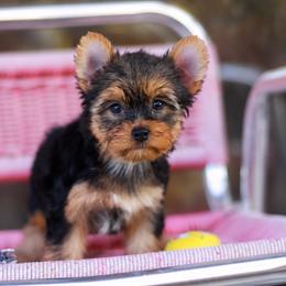 Delightful Girl - Black and gold female Yorkshire Terrier puppy in Stanton, California from Essence of Grace Yorkies