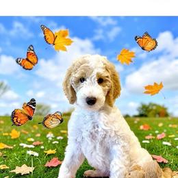 Zoe - Parti female Poodle puppy in Ocala, Florida from Happy Hill Poodle