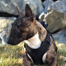 Maz - Miniature Bull Terrier