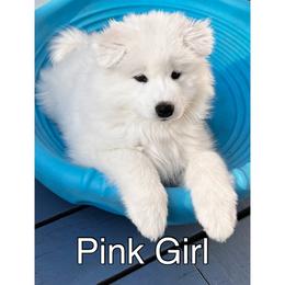 Samoyed Puppies from Shasta Samoyeds