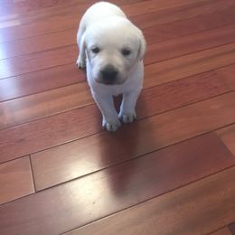 Labrador Retriever Puppies from Granite Creek Kennel