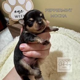 Peppermint Mocha - Black and tan male Chihuahua puppy in Woodstock, Georgia from iChihuahuas Kennel