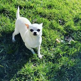 Cookie - Chihuahua