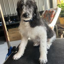 Comet - Parti male Labradoodle puppy in Monticello, Georgia from Daylin’s Doodles & Labradors