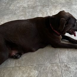 Daily - Labrador Retriever