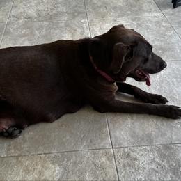 Daily - Labrador Retriever