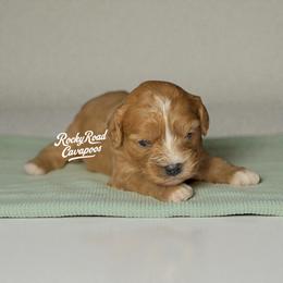 Pearl - Red female Cavapoo puppy in Nashville, Arkansas from Rocky Road Puppies