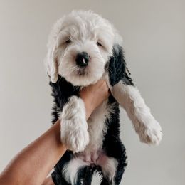 Sage - Black and white female Sheepadoodle puppy in Wabash, Indiana from DOODCompany