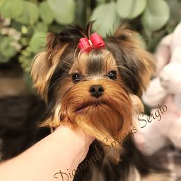 Sergio - Blue and gold male Yorkshire Terrier puppy in Placerville, California from Diamond Springs Kennel