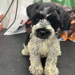 Joy - Hot Pink Girl - Parti female Miniature Schnauzer puppy in Oneonta, Alabama from Murphree Valley Kennels