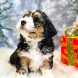 Bernedoodle Puppies from Furry Tail Doodles