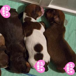 Natasha - Red female Dachshund puppy in New Caney, Texas from BouncinMiniWeenies