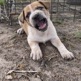 Australian Cattle Dog, Australian Shepherd, Companion Cross, and Miniature Australian Shepherd Puppies from MK Aussies