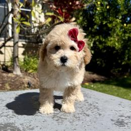 Girl 1 - Apricot female Poodle puppy in San Diego, California from Goldendoodles & Poodles of San Diego
