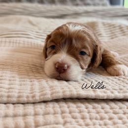 Wells - Caramel male Australian Labradoodle puppy in Nashville, Tennessee from SF Australian Labradoodles