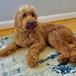 Paprika - Goldendoodle