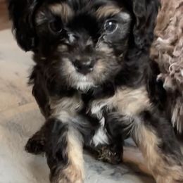 Cavalier King Charles Spaniels from Callaway's Cavaliers