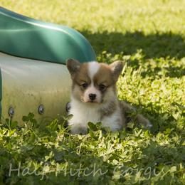 Taters - Sable male Pembroke Welsh Corgi puppy in Williams, California from Half Hitch Corgis