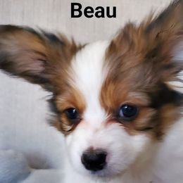 Papillon Puppies from Enchanting Papillons