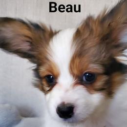 Papillon Puppies from Enchanting Papillons