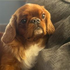 Chinese Shar-Pei and English Toy Spaniels from Good Fortune Shar Pei