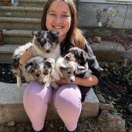 Shetland Sheepdog Puppies from Greener Fields Shelties