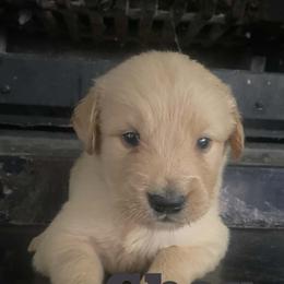 Chex - Golden male Golden Retriever puppy in 3446 E 600 N, Indiana from Precious Golden's