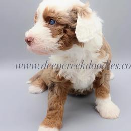 Bernedoodle Puppies from Deep Creek Doodles