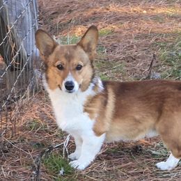River - Pembroke Welsh Corgi