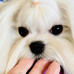 Candy - Maltese