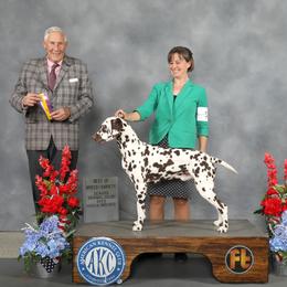 Tony - Dalmatian