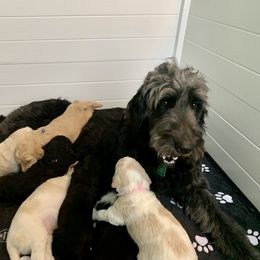 Goldendoodle Puppies from Shades of Grace Doodles in Texas