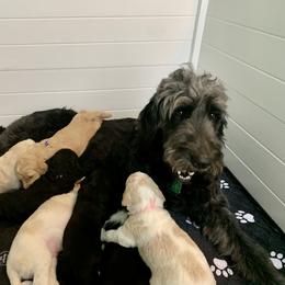 Goldendoodle Puppies from Shades of Grace Doodles in Texas
