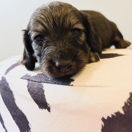 Pecan 3500 - Cream male Dachshund puppy in Sylvania, Alabama from Yancey’s Doxies