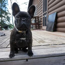 French Bulldog Puppies from Addylane Frenchies
