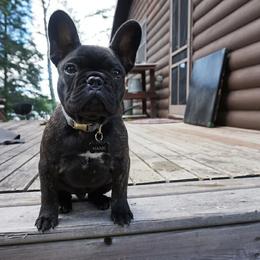 French Bulldog Puppies from Addylane Frenchies