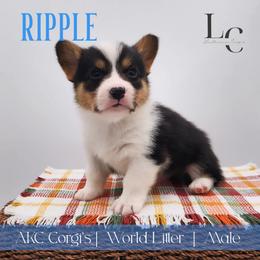 Ripple - Black and tan male Pembroke Welsh Corgi puppy in Pine Village, Indiana from NL Horsemanship