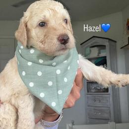 Hazel - Cream male Assorted Doodle Crosses puppy in Port Saint Lucie, Florida from Sommerdoodle