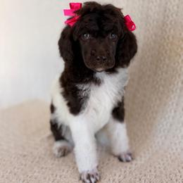 Gypsy - Parti female Poodle puppy in Lavonia, Georgia from Peach Blossom Kennels
