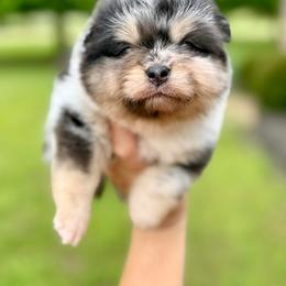 Betty - Blue merle female Pomeranian puppy in Willis, Texas from Treasured Jewels Pomeranians