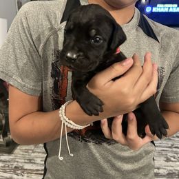 Black Female 6 - Black female Cane Corso puppy in Kaufman, Texas from Phantom Corsos