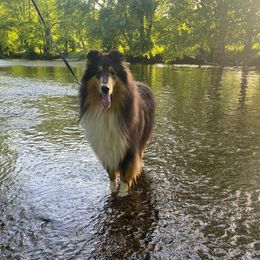 Beckhack or Snitch - Collie