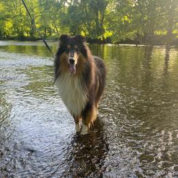 Beckhack or Snitch - Collie