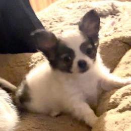 Asher - Blue brindled fawn male Chihuahua puppy in Tecumseh, Oklahoma from Callie’s Happy Chihuahuas, Callie’s Happy Treasures LLC